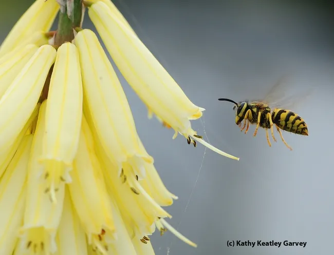 Western yellowjacket (Vespula penyslvanica) heading toward a red-hot poker (but this variety is yellow). (Photo by Kathy Keatley Garvey)