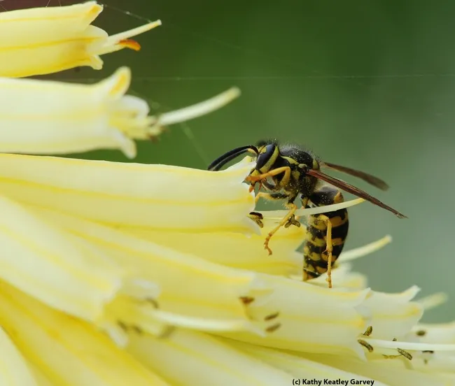 Western yellowjacket buries its head in a tubular flower. (Photo by Kathy Keatley Garvey)