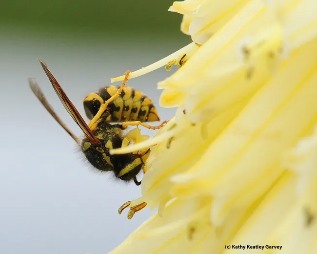 Western yellowjacket assumes the shape of a comma. (Photo by Kathy Keatley Garvey)