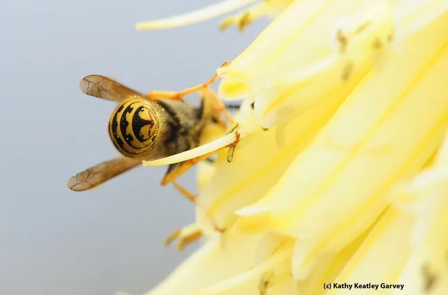 Bottoms up--western yellowjacket moves away from the camera. (Photo by Kathy Keatley Garvey)