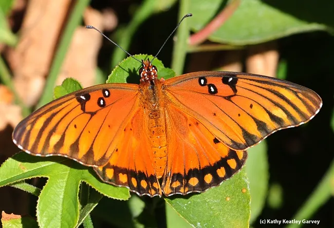 Gulf Fritillary, Agraulis vanillae, spreads its wings. (Photo by Kathy Keatley Garvey)