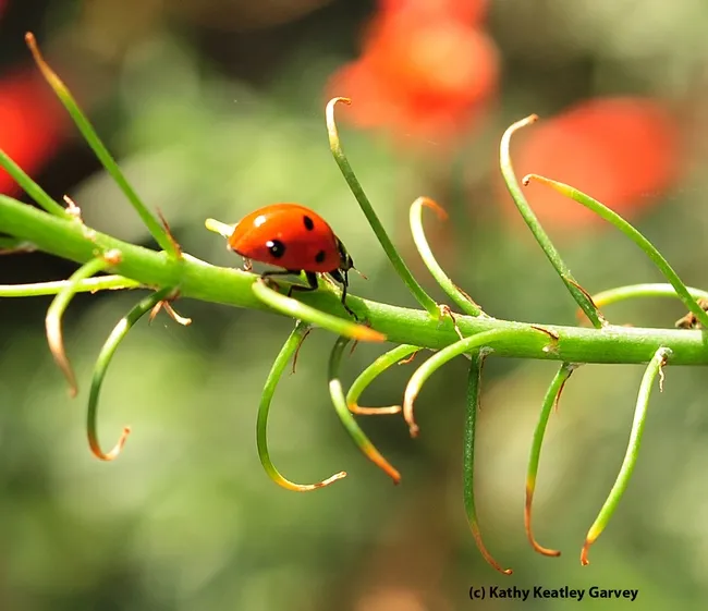 Seven-spotted lady beetle on a California fuchsia. (Photo by Kathy Keatley Garvey)