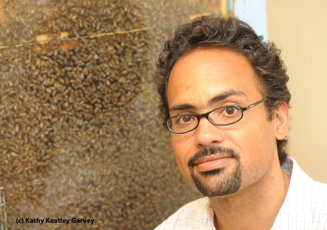 Bee scientist Brian Johnson of the UC Davis Department of Entomology in front of an observation hive. (Photo by Kathy Keatley Garvey)