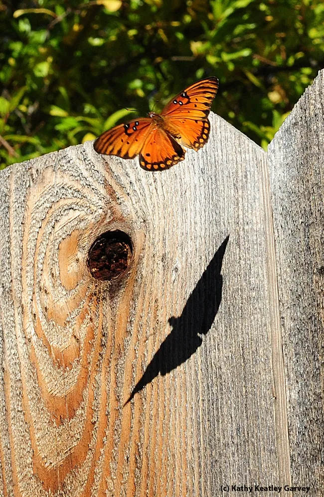 Gulf Fritillary, Agraulis vanillae, casts a shadow. (Photo by Kathy Keatley Garvey)