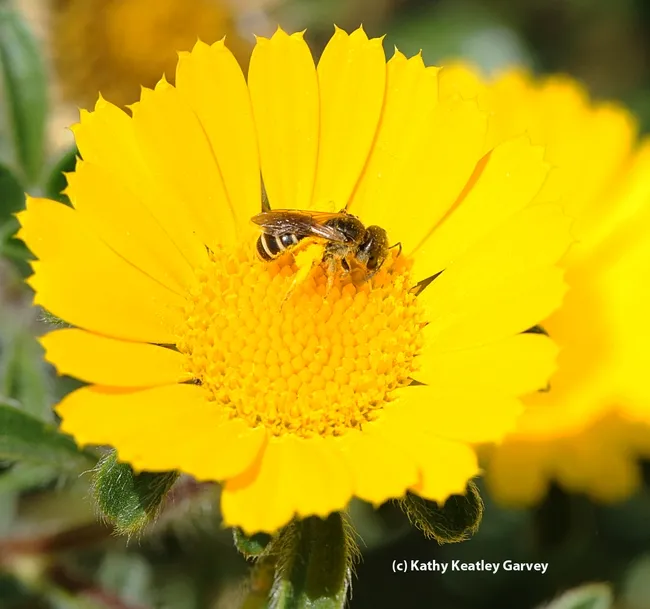 This photo, of a female sweat bee, Halictus ligatus, on a gumplant also appears in the Fremontia article. (Photo by Kathy Keatley Garvey)