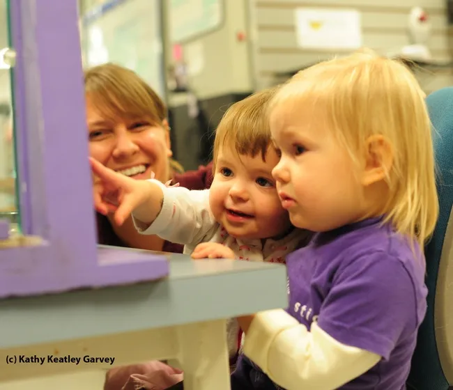 Leia Matern (far left) shows Vivienne Statham (center) and Tilly Matern the honey bee observation hive. (Photo by Kathy Keatley Garvey)
