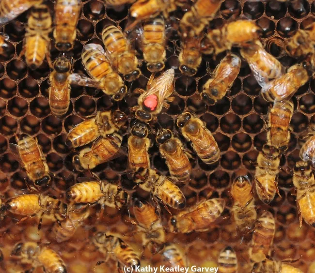 Queen bee with a red dot on her thorax. She is cared for by worker bees (infertile females). (Photo by Kathy Keatley Garvey)