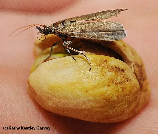 Navel orangeworms lay their eggs in almonds, pistachios and walnuts, with the resulting caterpillars (larvae) causing major damage. This is an adult on a pistachio. (Photo by Kathy Keatley Garvey)