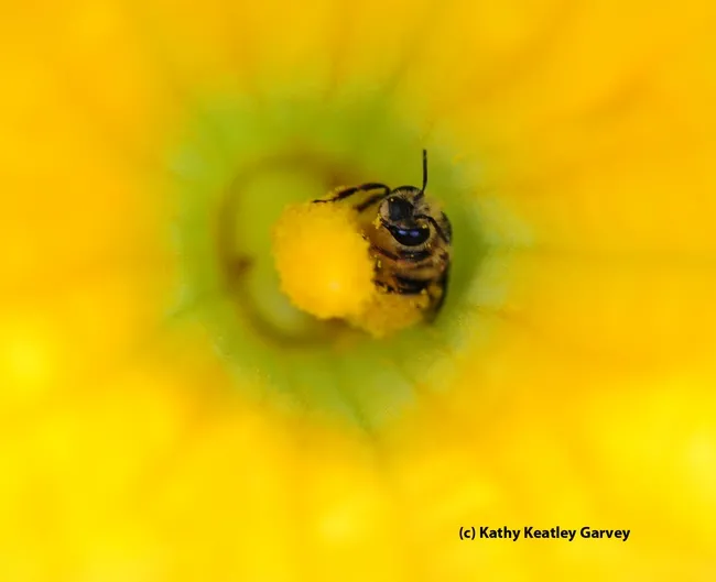 Squash bee inside pumpkin blossom. (Photo by Kathy Keatley Garvey)