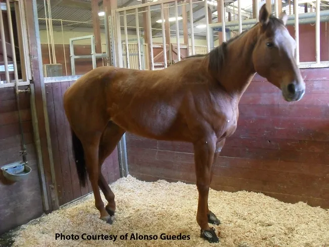 AFTER: When given the compound, Hulahalla was up within three hours. (Photo courtesy of Alonso Guedes)