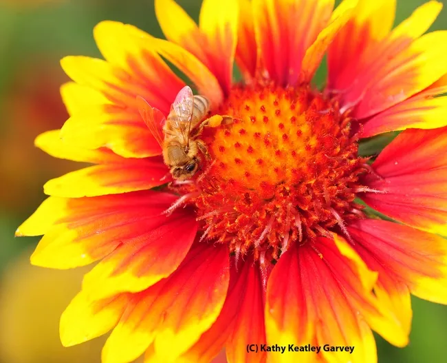 Honey bee on a blanket flower, Galliardia. (Photo by Kathy Keatley Garvey)