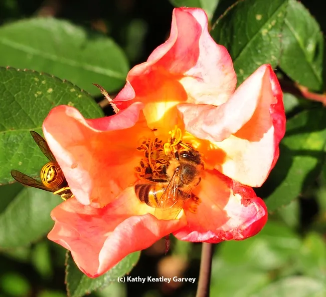 Honey bee continues to forage, while male yellowjacket crawls away. (Photo by Kathy Keatley Garvey)