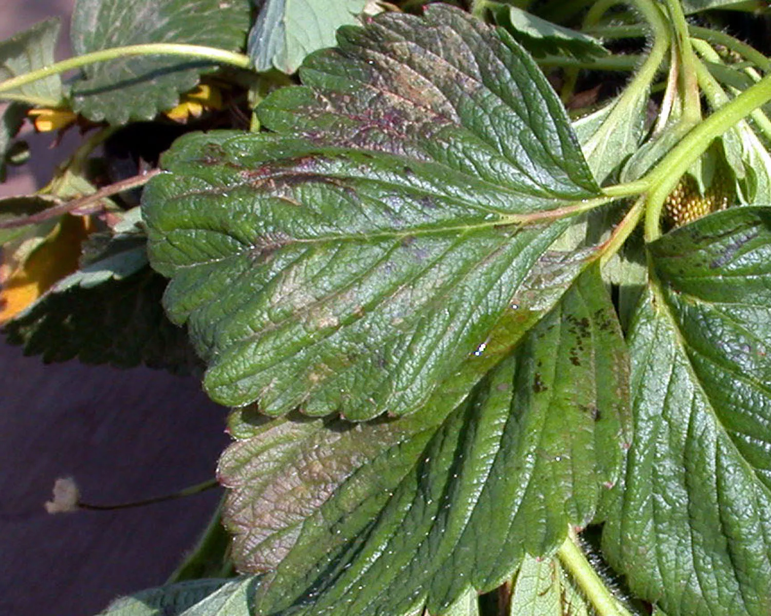 Oxyfluorfen injury in strawberry