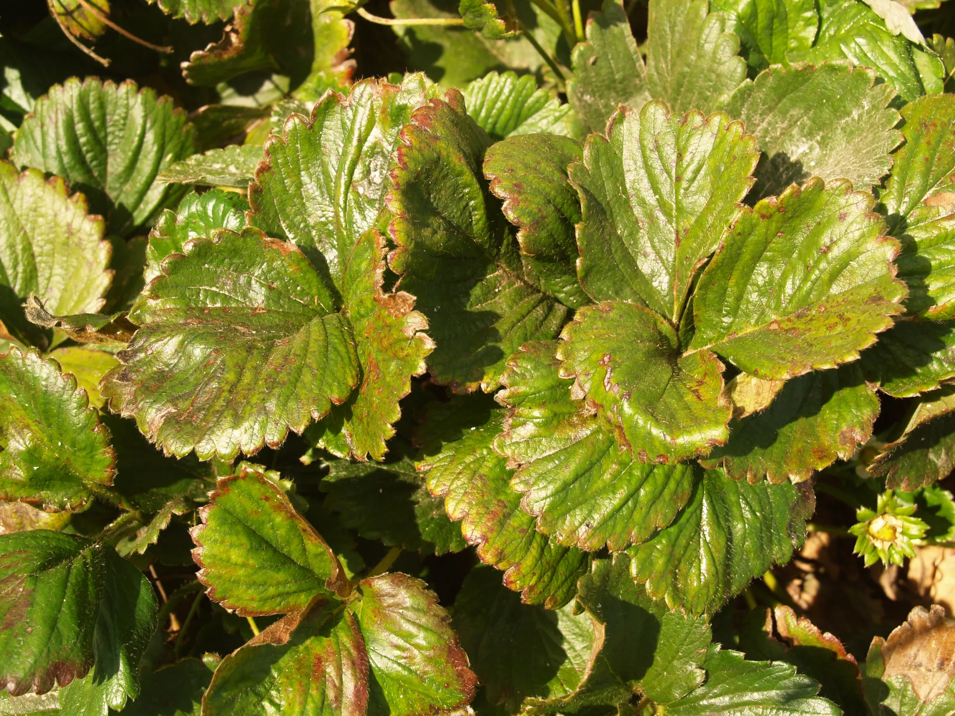 Neem Oil injury/Daño del Aceite Neem (A)