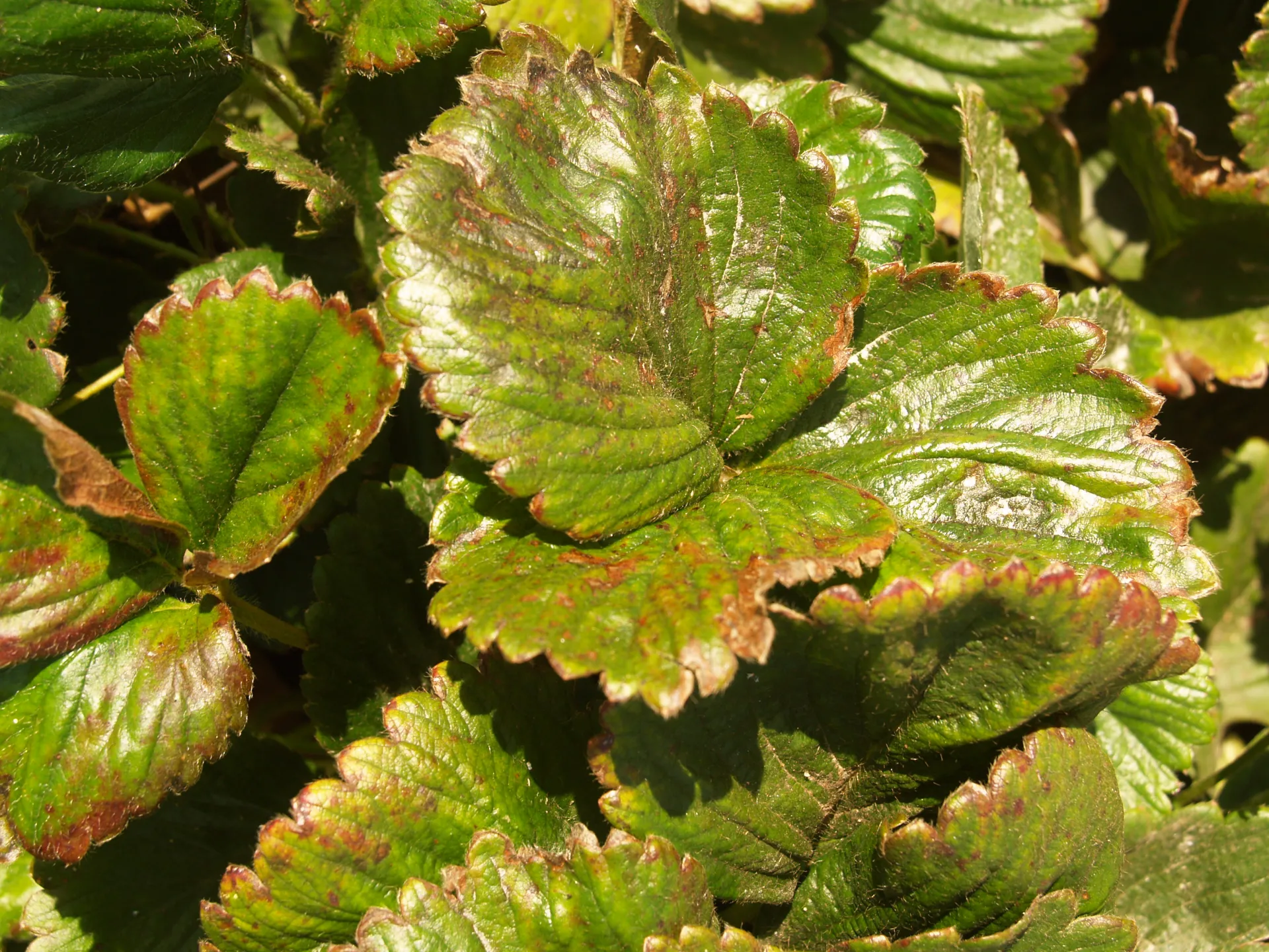 Neem Oil injury/Daño del Aceite Neem(B)