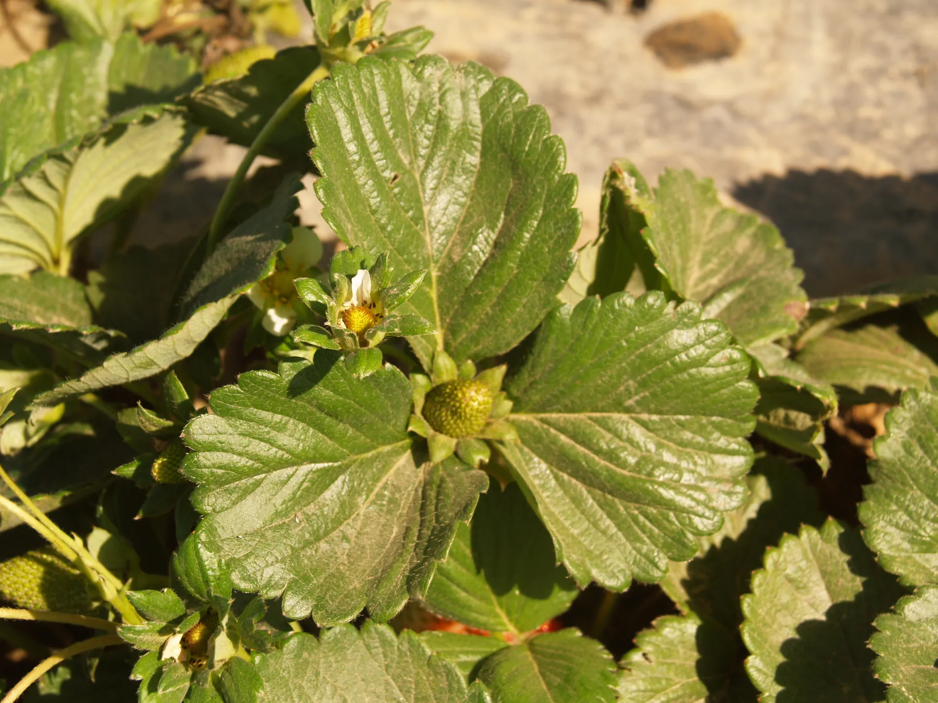Before spraying insecticidal soap/Antes de jabón insecticida