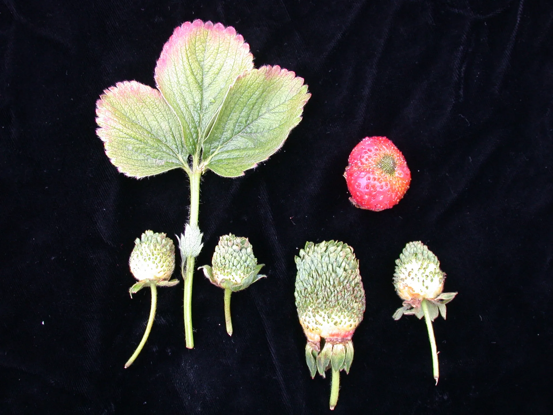 Green petal in straw