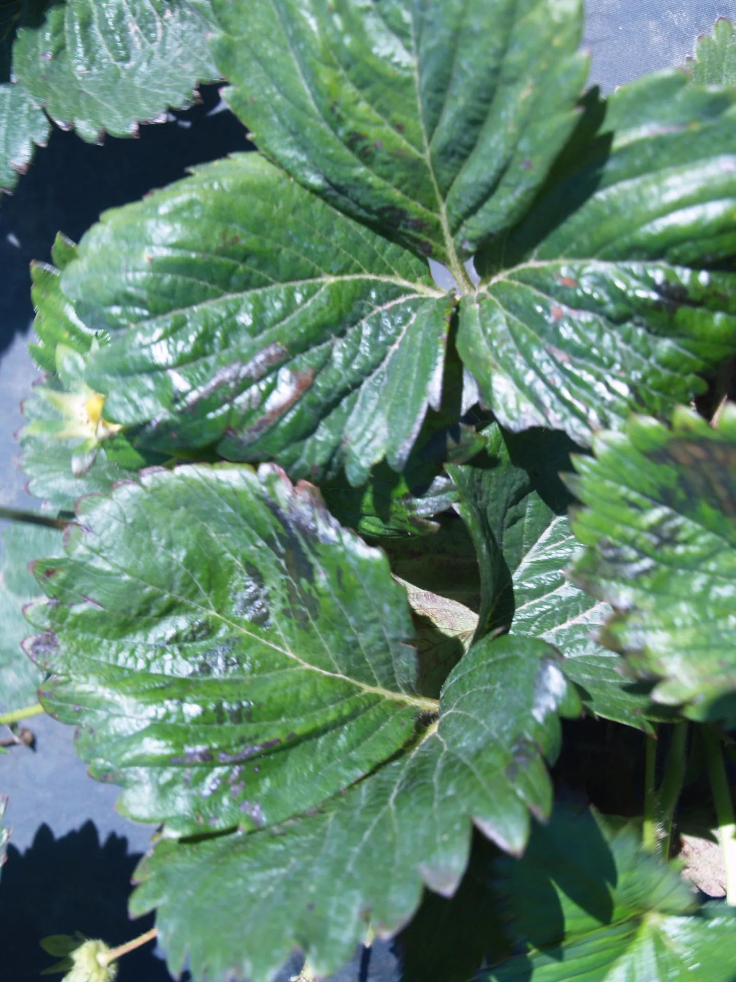 Leaves bruised by wind damage/Hojas magulladas por el daño causado por el viento.