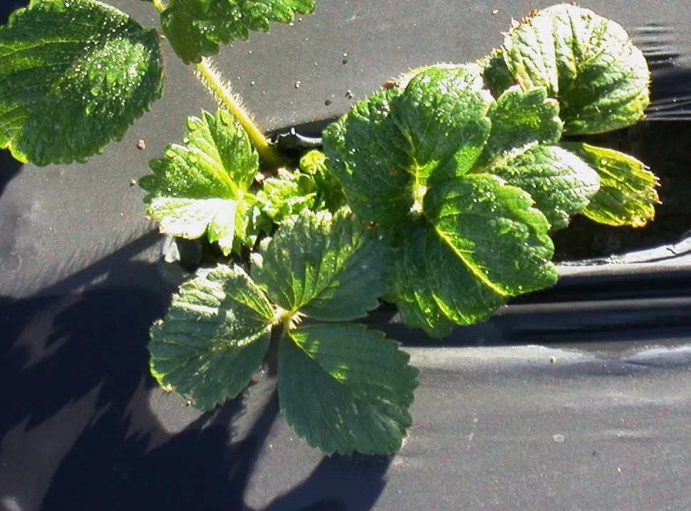 Oxyfluorfen_GT cupping and cholorosis