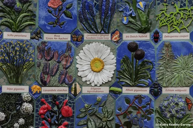 Colorful plants and insects grace Nature's Gallery. (Photo by Kathy Keatley Garvey)