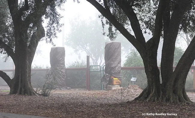 Beneath these weather-protective tarps: bee-box pillars. (Photo by Kathy Keatley Garvey