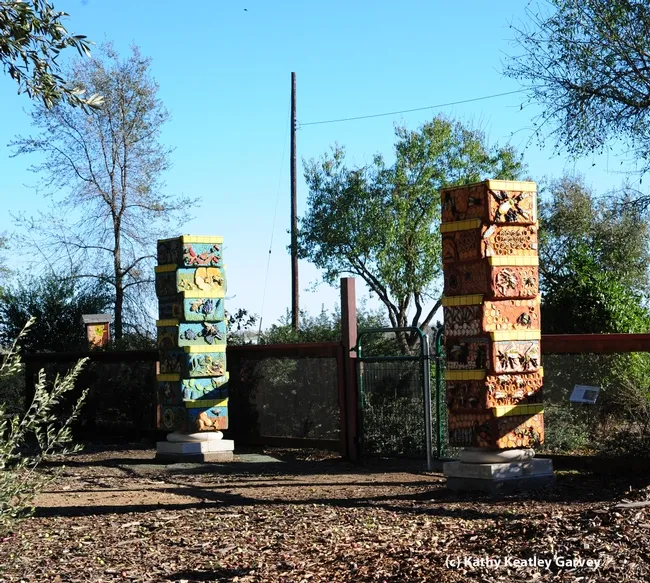 Today was a cold, blustery day but the pillars gleamed in the sunlight. (Photo by Kathy Keatley Garvey)