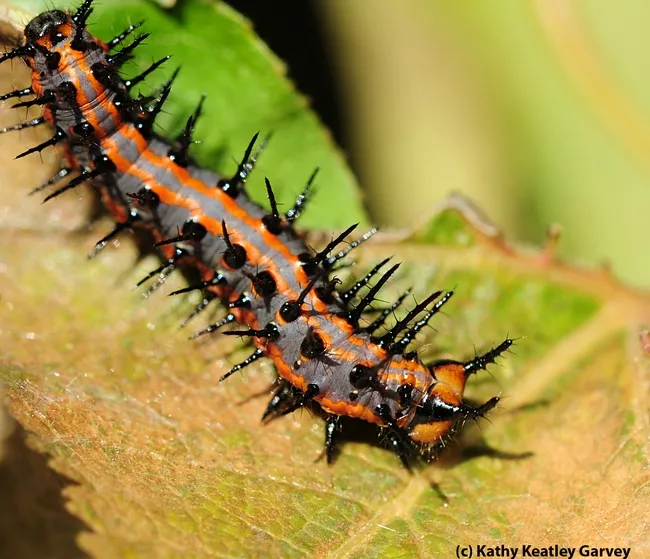 Gulf fritillary caterpillar--soon to become a chrysalis. (Photo by Kathy Keatley Garvey)