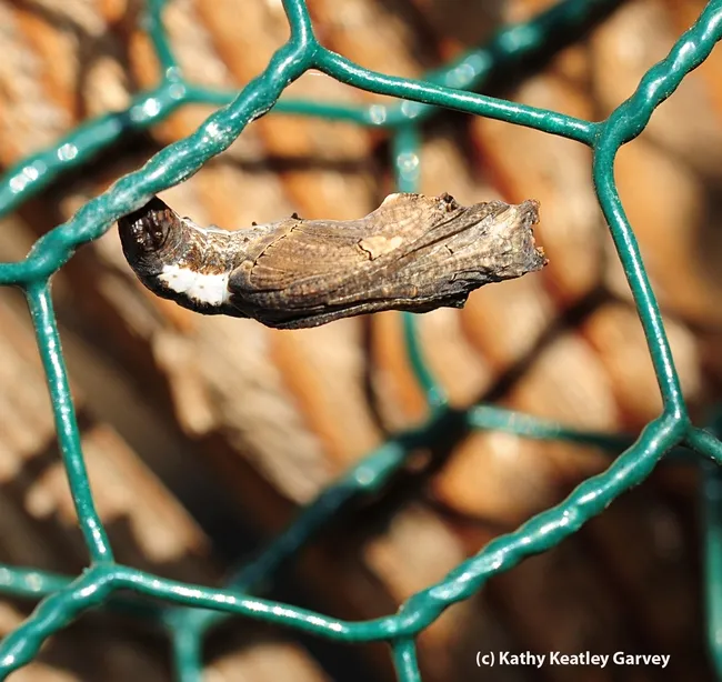 Gulf fritillary chrysalis attached to wire behind passion flower vine. (Photo by Kathy Keatley Garvey)
