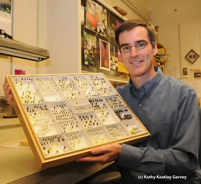 Pollination ecologist Neal Williams of UC Davis with native bees. (Photo by Kathy Keatley Garvey)
