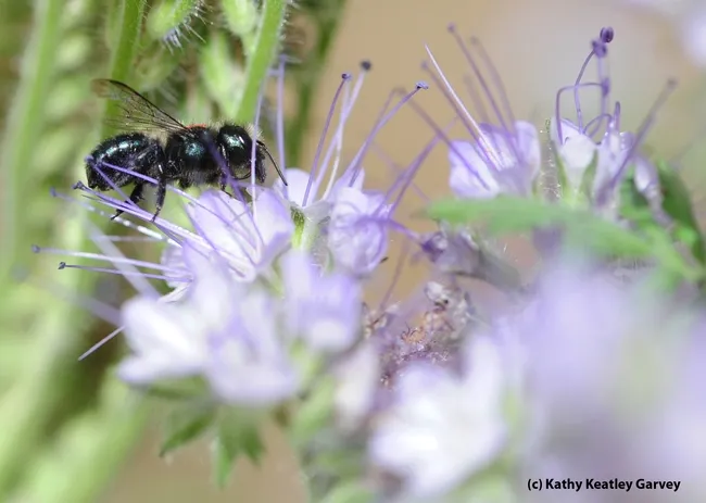 The blue orchard bee or BOB (Osmia) is being studied as an alternative pollinator. (Photo by Kathy Keatley Garvey)