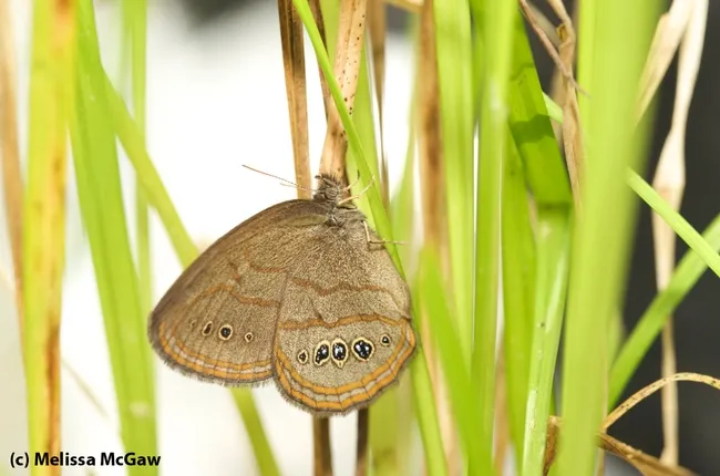 Saint Francis satyr (Neonympha mitchellii francisci). (Photo by Melissa McGaw)