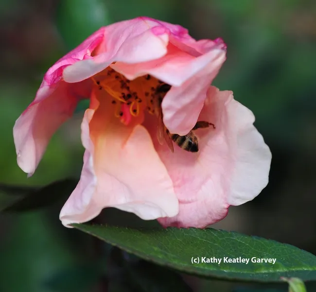 Ah, heaven! (Photo by Kathy Keatley Garvey)