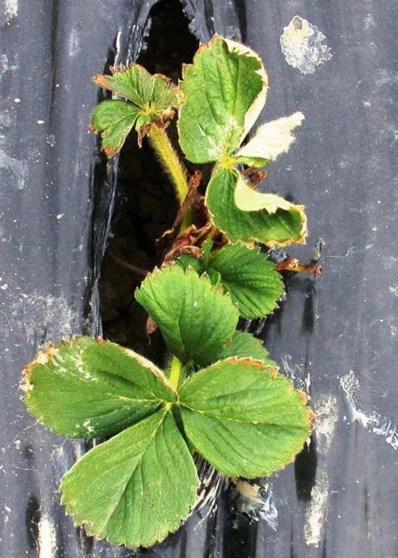 a) Sodium chloride at EC=5 dS/m/Cloruro de sodio a un EC=5 dS/m