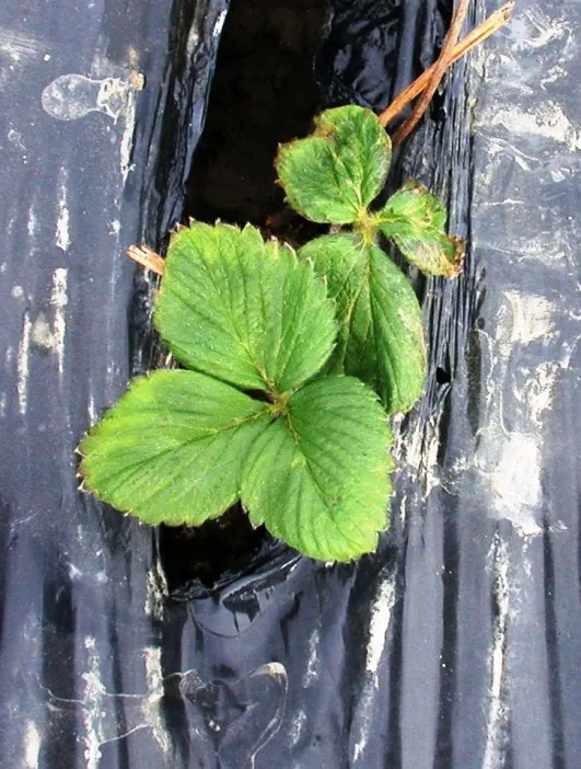 b) Calcium chloride at EC=5dS/m/Cloruro de calcio a un EC=5dS/m