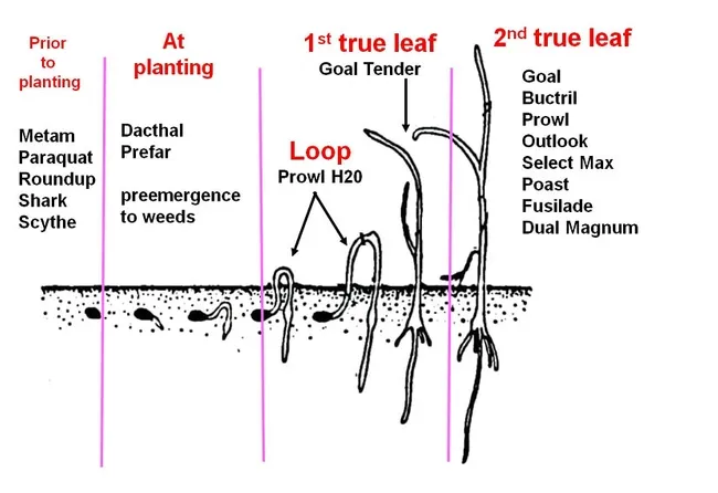 Onion Weed Control Materials and Timing