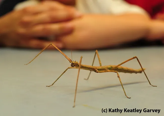 A walking stick at the Bohart Museum of Entomology. (Photo by Kathy Keatley Garvey)