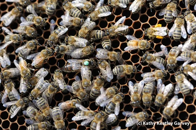 Another queen bee in the Harry H. Laidlaw Jr. Honey Bee Research Facility. (Photo by Kathy Keatley Garvey)
