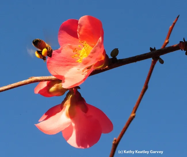 Honey bee adjusting her load. (Photo by Kathy Keatley Garvey)