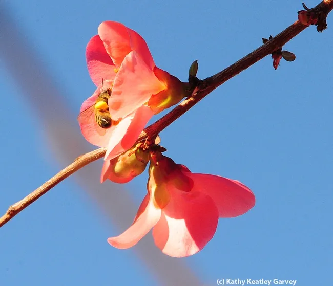 Honey bee gathering nectar and pollen. (Photo by Kathy Keatley Garvey)