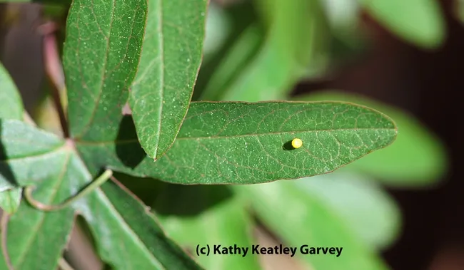 Egg of a Gulf Fritillary. (Photo by Kathy Keatley Garvey)