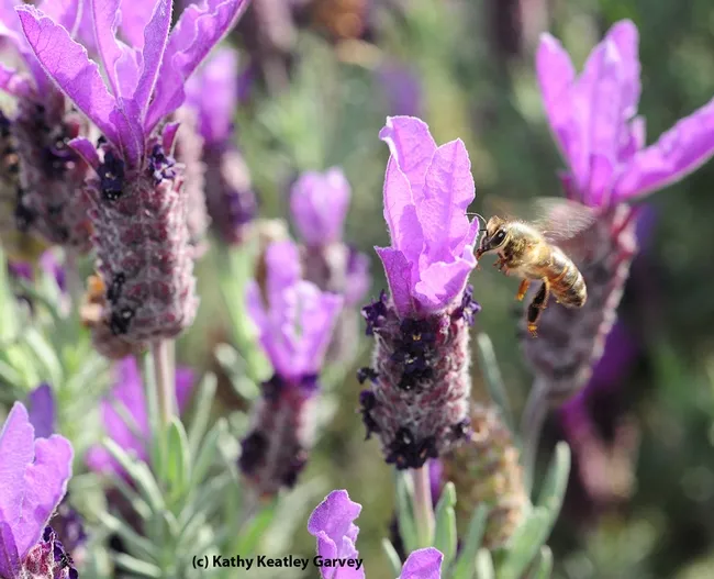 Honey bee greets a Spanish lavender blossom. (Photo by Kathy Keatley Garvey)