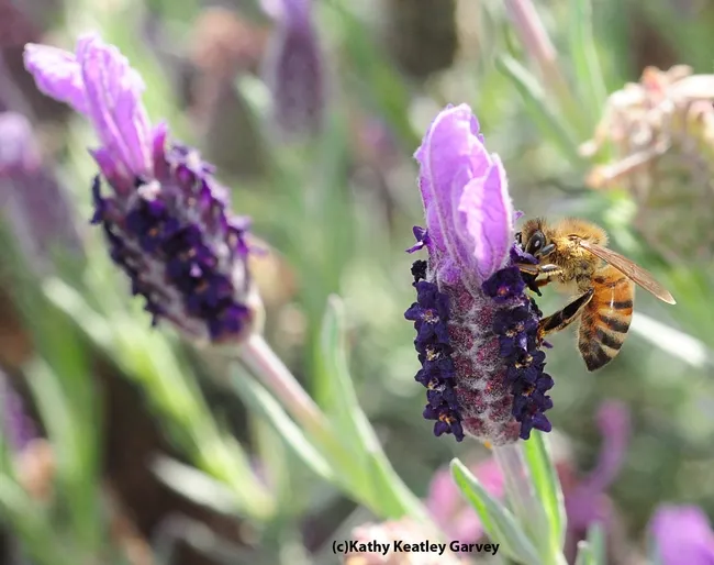 Honey bee nectaring Spanish lavender. (Photo by Kathy Keatley Garvey)