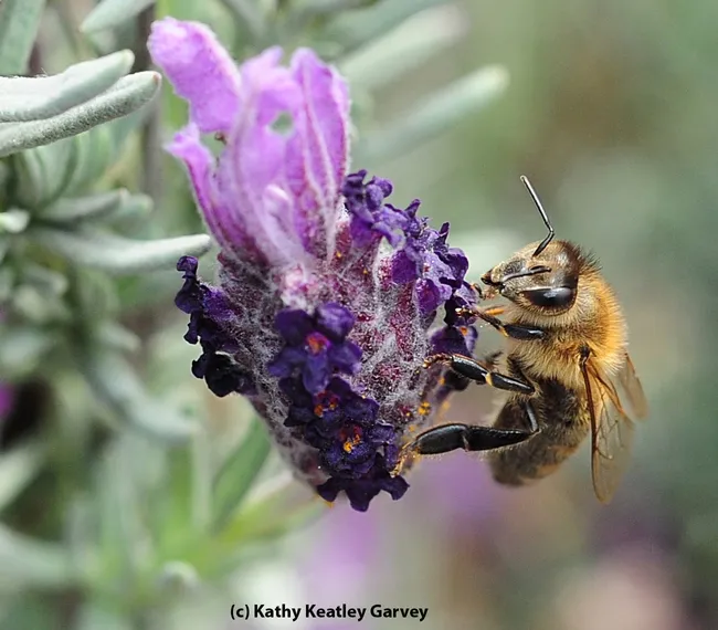 Close-up of honey bee partnering with a blossom. (Photo by Kathy Keatley Garvey)