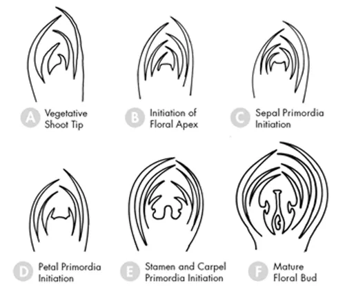 Figure 14. Longitudinal sections of a shoot tip illustrating vegetative meristem (a) & floral meristem (b-f) in floral development. source: Ted DeJong