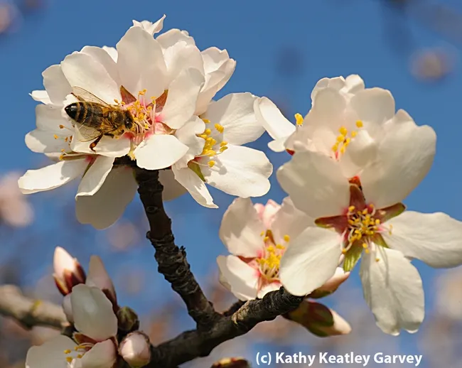Honey bee foraging on almond blossom. (Photo by Kathy Keatley Garvey)