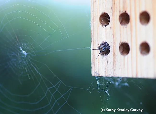 Webweaver spun a web and then crawled into the mason bee condo to occupy a hole. (Photo by Kathy Keatley Garvey)