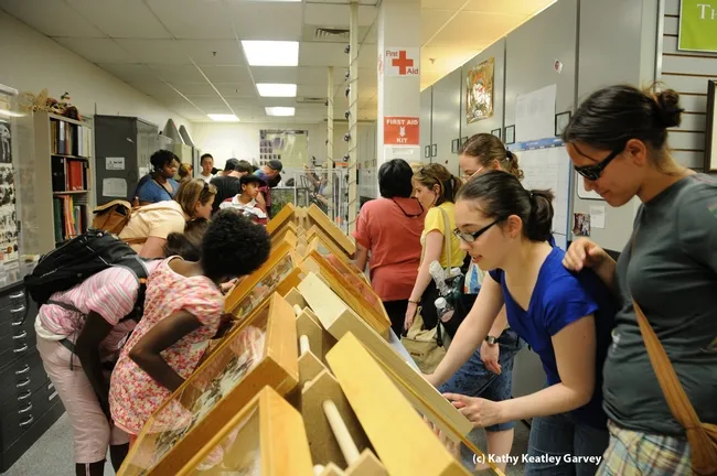 Visitors will flock to the Bohart Museum of Entomology. (Photo by Kathy Keatley Garvey)