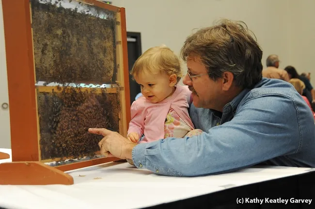 Beekeeper Brian Fishback of Wilton shows his daughter, Emily, a bee observation hive. (Photo by Kathy Keatley Garvey