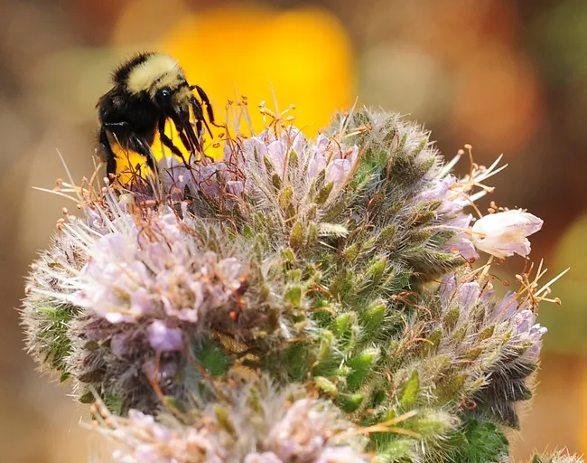 Bumble bee, Bombus vandykei, foraging on phacelia. (Photo by Kathy Keatley Garvey)