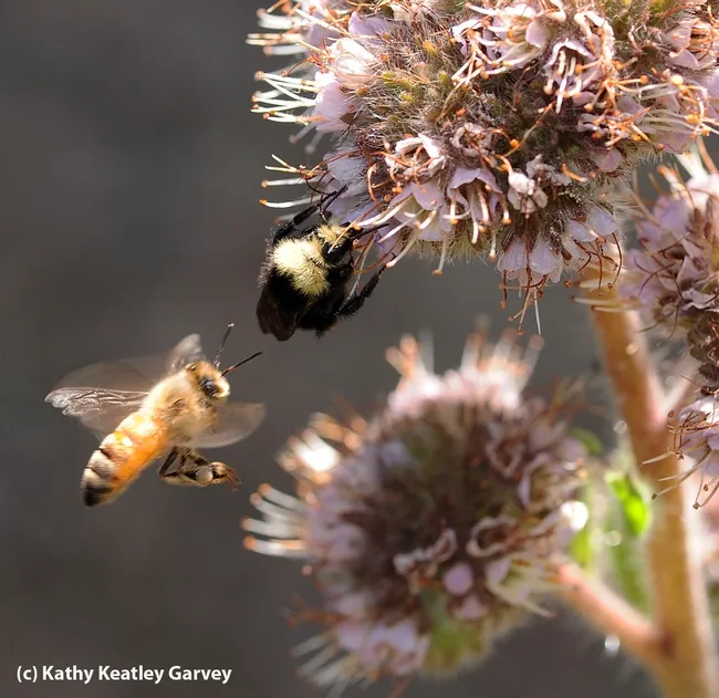Competition for the phacelia! (Photo by Kathy Keatley Garvey)